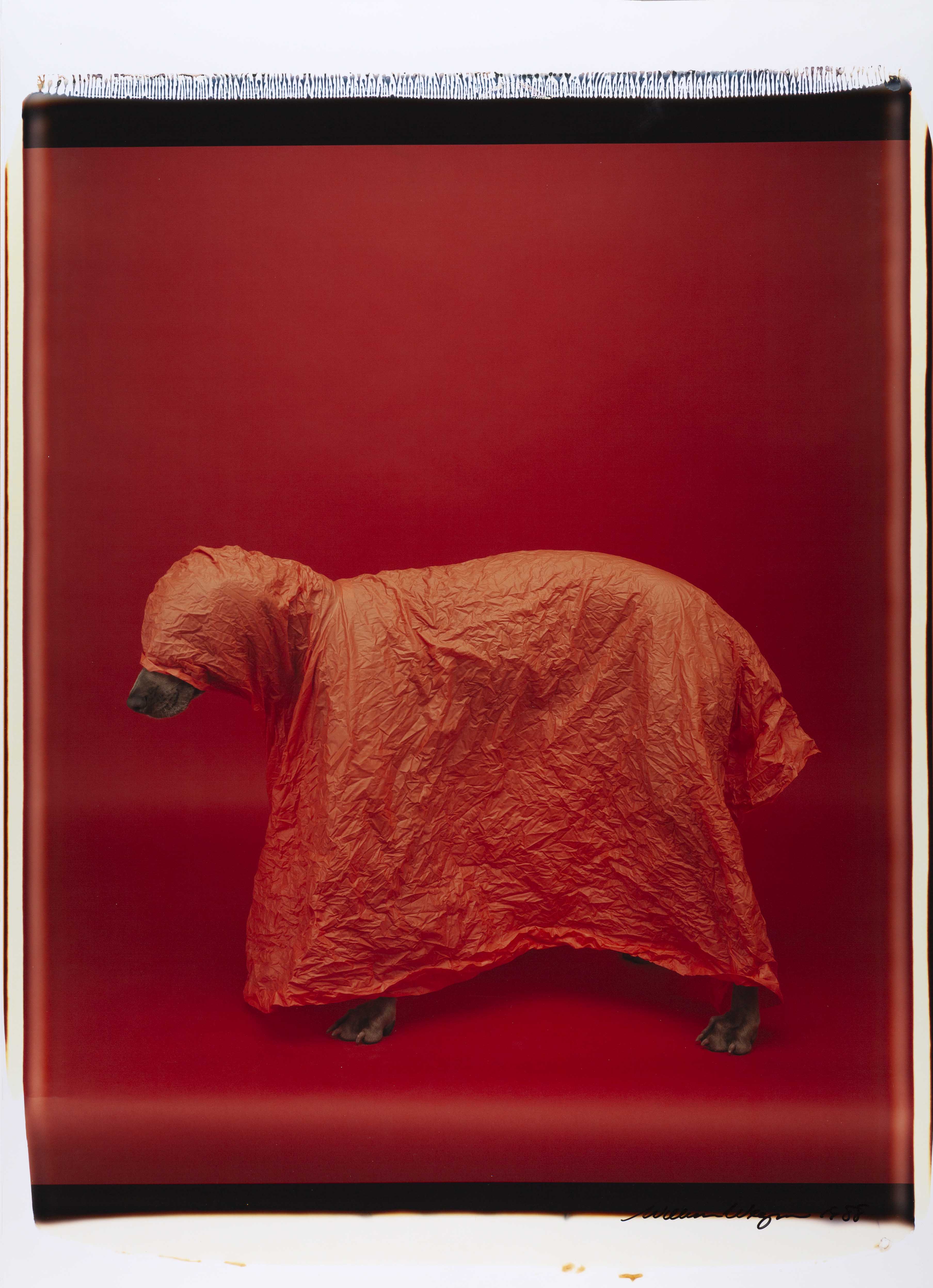 William Wegman