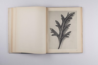 Lot 15 - KARL BLOSSFELDT (1865–1932)