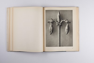 Lot 15 - KARL BLOSSFELDT (1865–1932)