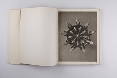 Lot 16 - KARL BLOSSFELDT (1865–1932)