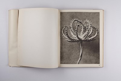 Lot 16 - KARL BLOSSFELDT (1865–1932)