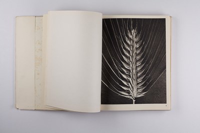 Lot 16 - KARL BLOSSFELDT (1865–1932)