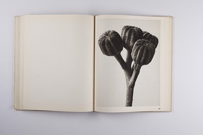 Lot 16 - KARL BLOSSFELDT (1865–1932)