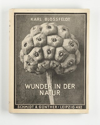 Lot 17 - KARL BLOSSFELDT (1865–1932)