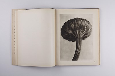 Lot 17 - KARL BLOSSFELDT (1865–1932)