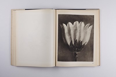 Lot 17 - KARL BLOSSFELDT (1865–1932)
