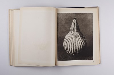 Lot 17 - KARL BLOSSFELDT (1865–1932)