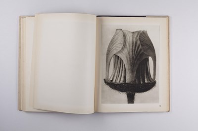 Lot 17 - KARL BLOSSFELDT (1865–1932)