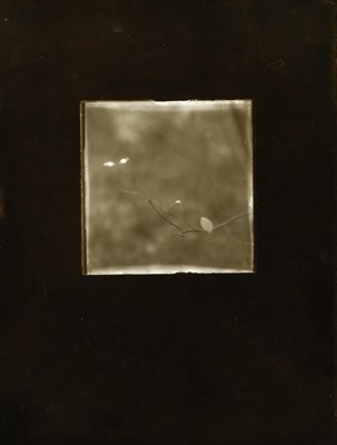 Lot 33 - JOSEF SUDEK (1896–1976)