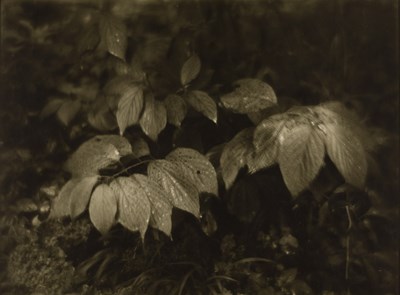 Lot 32 - JOSEF SUDEK (1896–1976)