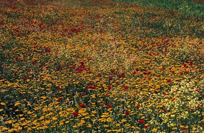 Lot 102 - ERNST HAAS (1921–1986)