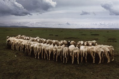 Lot 71 - HIROJI KUBOTA (*1939) | Sheep tethered for milking, Bayan Ul Hot, China 1982