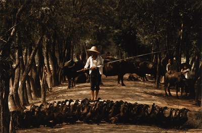 Lot 72 - HIROJI KUBOTA (*1939) | Duck farm, Jiangxi, Nanchang, China 1983