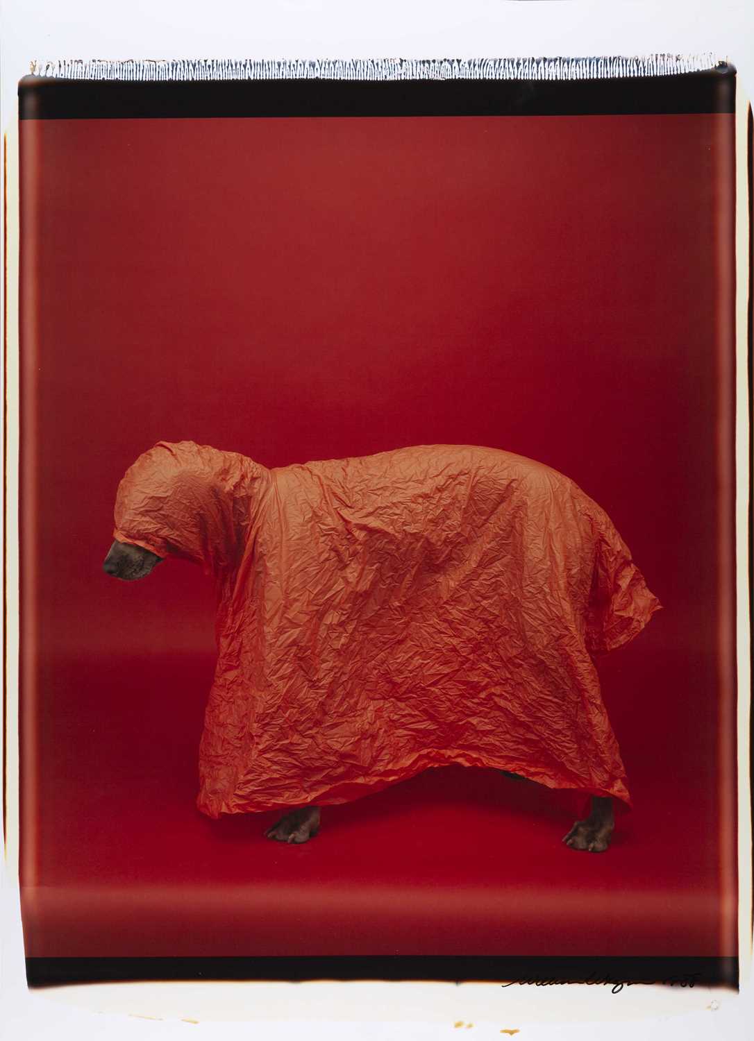 Lot 183 - WILLIAM WEGMAN (*1943)