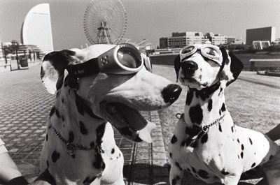 Lot 100 - ELLIOTT ERWITT (1928–2023)