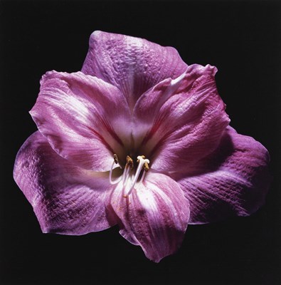 Lot 201 - ROBERT MAPPLETHORPE (1946–1989)