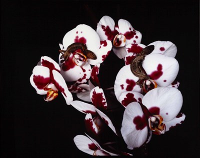 Lot 36 - NOBUYOSHI ARAKI (*1940)