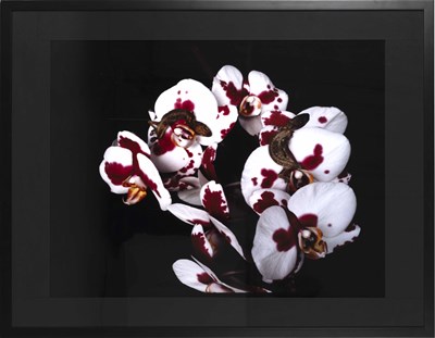 Lot 36 - NOBUYOSHI ARAKI (*1940)
