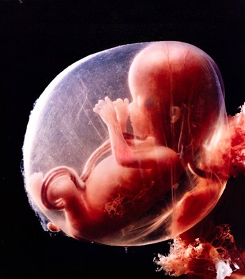 Lot 126 - LENNART NILSSON (1922–2017)