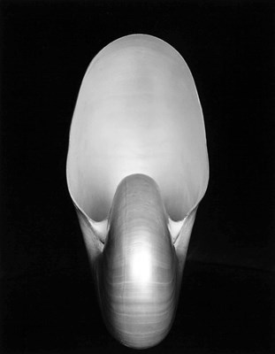 Lot 32 - EDWARD WESTON (1886–1958)