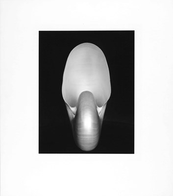 Lot 32 - EDWARD WESTON (1886–1958)