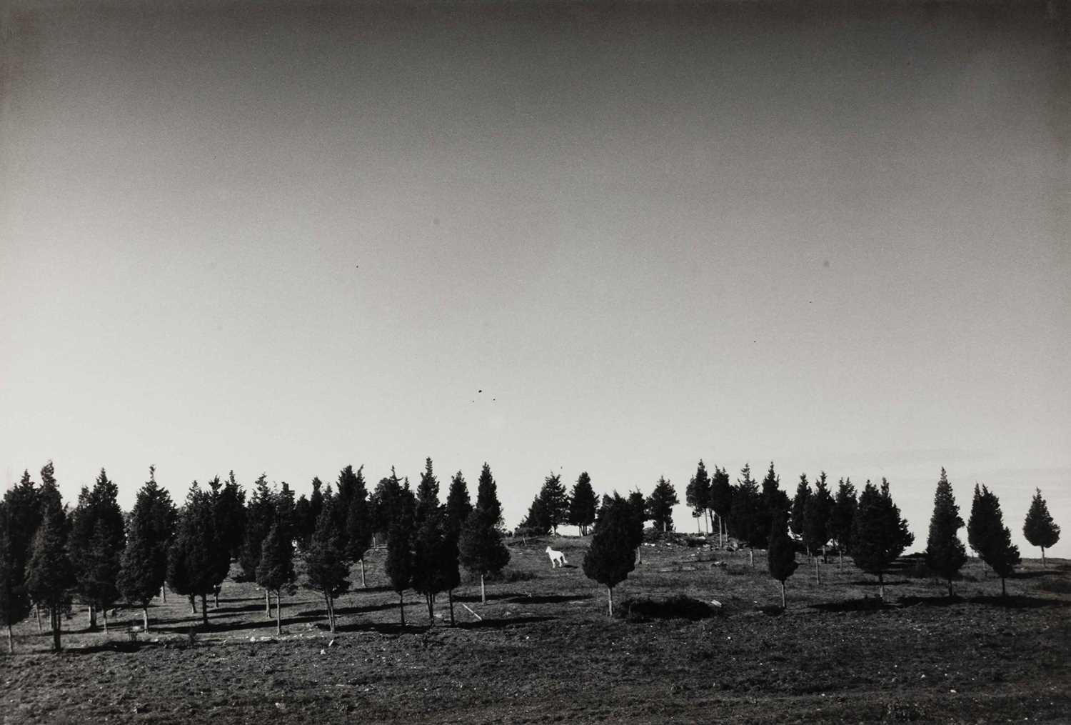 Lot 44 - ANDRÉ KERTÉSZ (1894–1985)