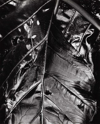 Lot 155 - BRETT WESTON (1911–1993)