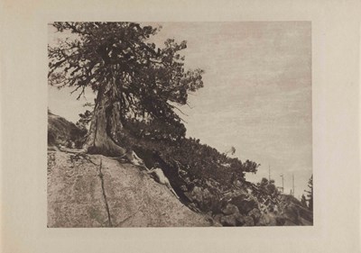 Lot 6 - ANNE W. BRIGMAN (1869–1950)