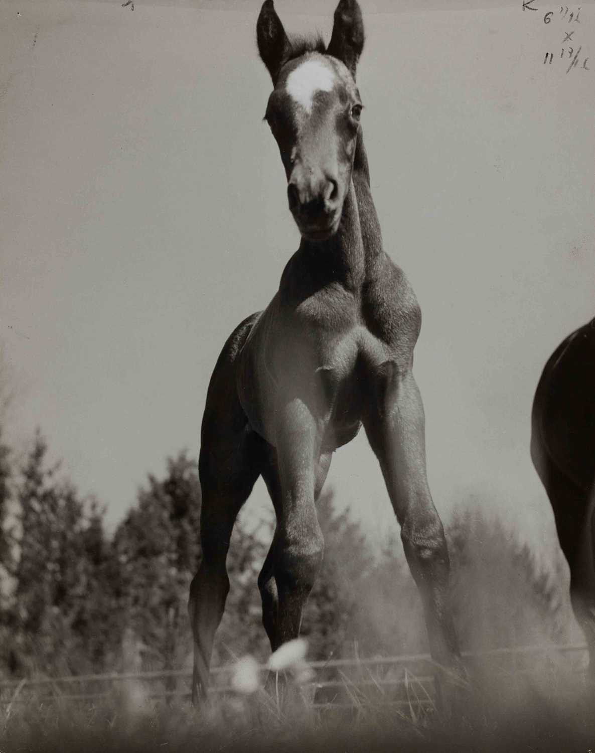 Lot 56 - WERNER BISCHOF (1916–1954)